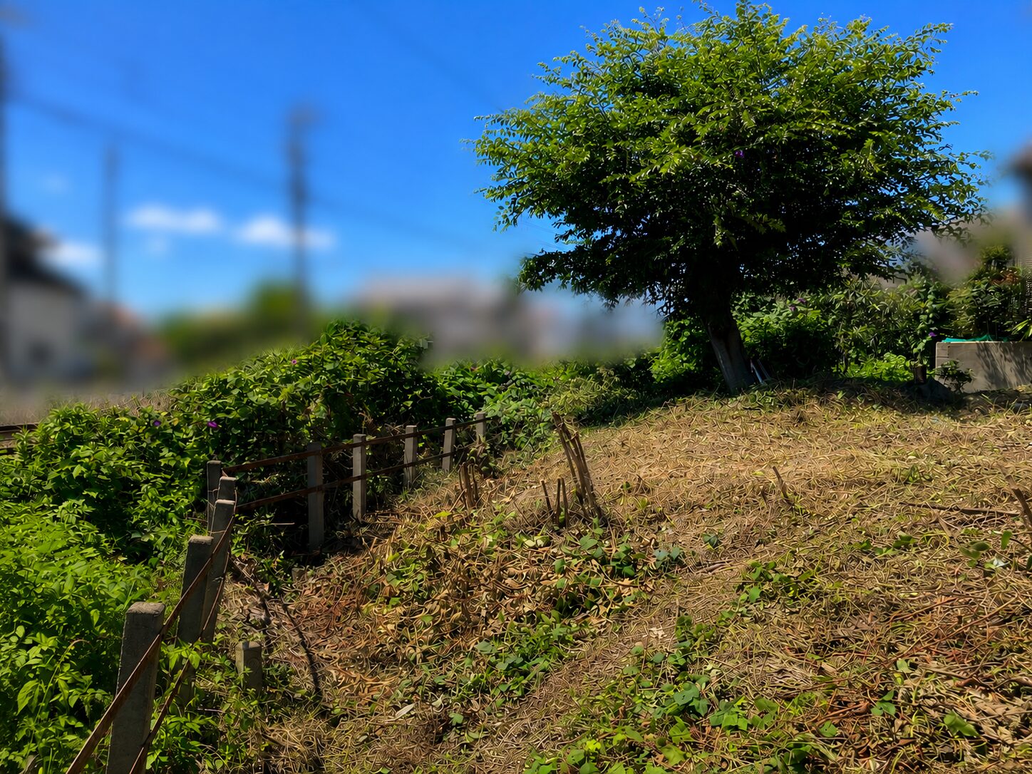 草刈り作業後の雑草地と腰高程度に残した高木化した雑草