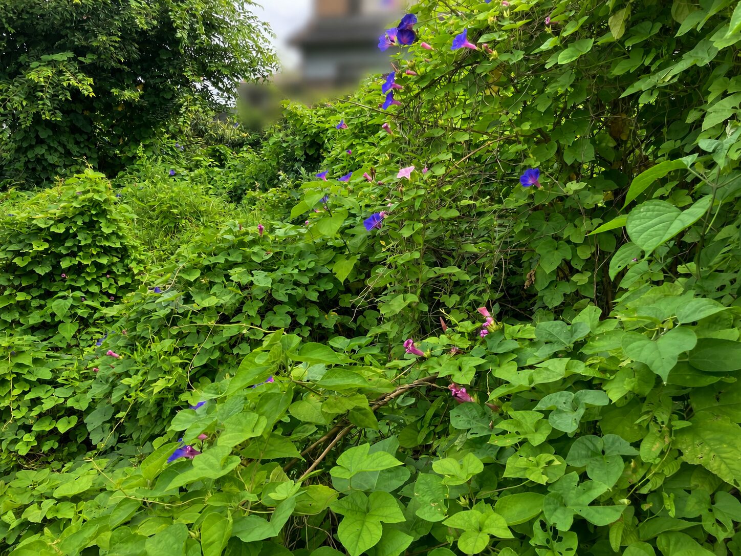 草刈り作業前のクズのツル草が生い茂った雑草地